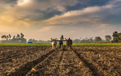 Price volatility shocks faced by farmers with reduction of trade barriers on agricultural commodities